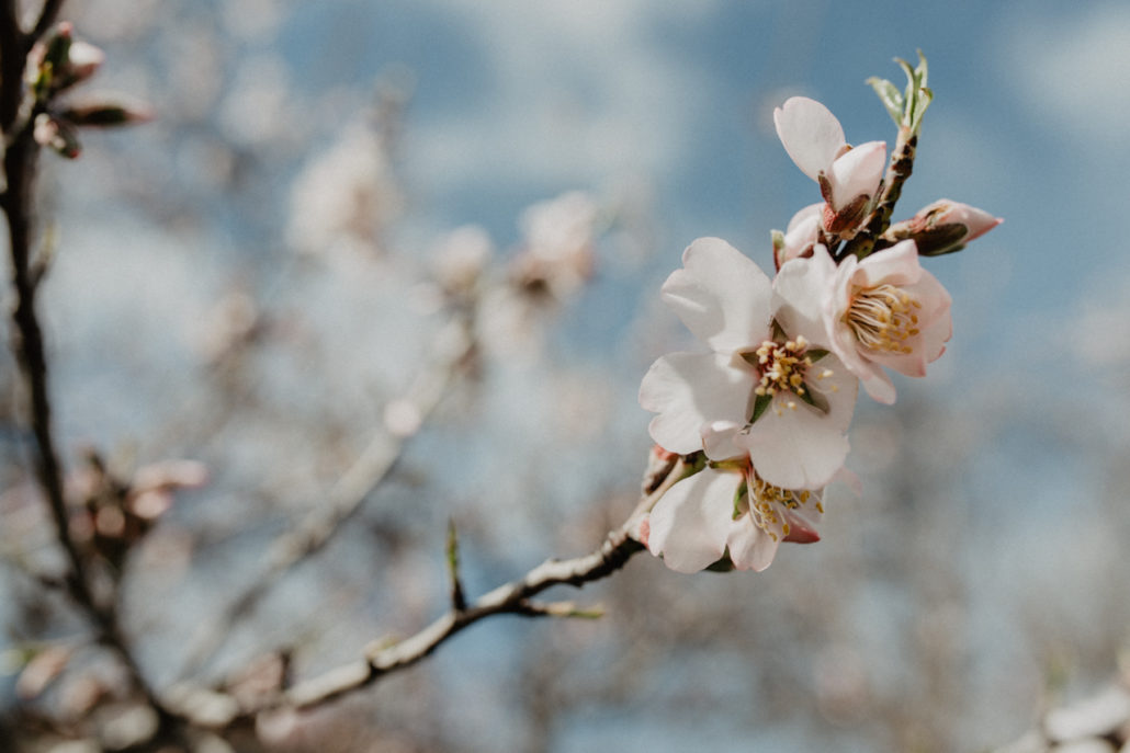 Almendros en flor • Lucilla Bellini photographer and dreamer